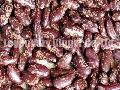 Purple Speckled Kidney Beans