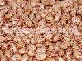 Light Speckled  Kidney   Beans (  Round   Shape )