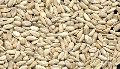  Organic   sunflower  kernel