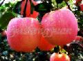  apple ,Fuji  apple , apple  supplier, Chinese   apple ,Fuji  apple  supplier