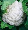  fresh   cauliflower 