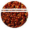  brine   shrimp   egg s