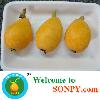 loquat