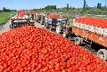 Quality Tomato Paste from Xinjiang-28/30 Brix