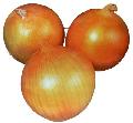 Fresh Onion