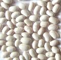 White Kidney Bean Japanese type