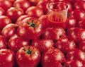  2009  crop  tomato   paste 