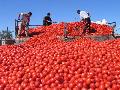 tomato paste 28-30% and 36-38%(cold break)HACCP