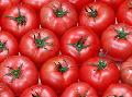 2009 crop tomato paste 28-30% and 36-38%(cold break)