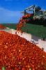 2009 crop tomato paste in drums