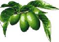  Olive  Leaf Extract