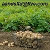 Fresh potatoes