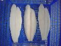 Pangasius hypophthalmus