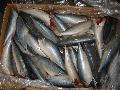 Frozen mackerel HG(T)