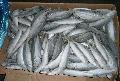 Frozen horse  mackerel  / scad 