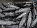  Good  quality competitive price Frozen  bonito   fish  and Auxis thazard