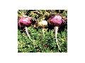 Maca Extract