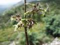Silene otites Extract