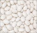 White speckled kidney bean navy type