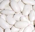 White speckled kidney bean large type