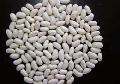 White speckled kidney bean Spain type