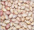 Light speckled kidney bean