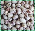 light speckled kidney bean Xinjiang type