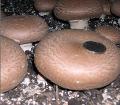 Fresh Portabella Mushroom