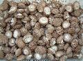 Shiitake