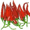 Chili  pepper 