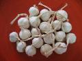 fresh garlic
