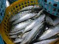 Sardine