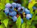 plant extract