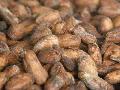 COCOA BEANS