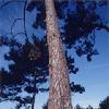 Larix Gmelini P.E.