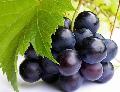 Grape Seed  extract ,  Vitis   vinifera   extract  - 100% natural