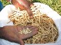 Dried Beans