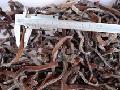  IQF   BLACK   FUNGUS  STRIPS,FROZEN VEGETABLES,FROZEN FOOD
