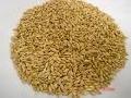 Feed Barley
