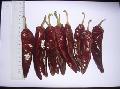  jinta   chilli 