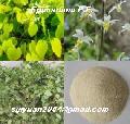 Epimedium P.E.