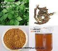  Siberian   Ginseng   Extract 