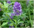 alfalfa extract(Alfalfa Saponin)