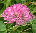 red clover extract