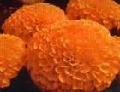 Marigold extract(lutein)