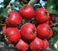  Hawthorn   Berry   extract 