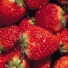 strawberry pulp