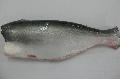 PANGASIUS WHOLE ROUND HGT