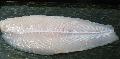 FROZEN PANGASIUS FILLETS WELL TRIMMED
