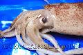 Loligo Squid